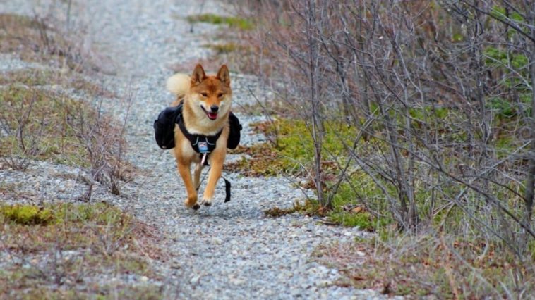 10 Best Pet Tech Gadgets of 2025 for Healthier, Happier Pets